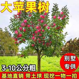 �ش��O�����������ļt��ʿ��ţͥԺ�����籱���Ϸ��Nֲ�O������