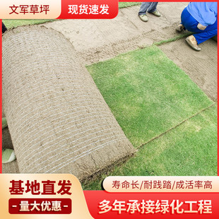 Bermuda Lawn Project Greening Garden Lawn Park Low Lying Trampling Resistant Lawn Seeds Wholesale Slope Protection Greening