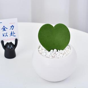 A Piece of Heart-Shaped Heart-Shaped Leaf Ball Orchid Succulent Plant Office Desktop Green Plant Flower Potted Plant as a Gift for Female Boyfriend