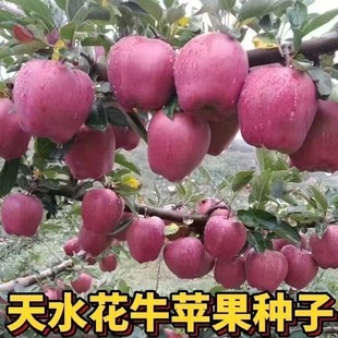 ���C��ˮ&ldquo;��ţ&rdquo;�O���N�ӻ�ţ�O���N�ѹ����r�t�ڸк����|��