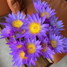 睡蓮切花 睡蓮切花批發 促銷價格 產地貨源 阿里巴巴