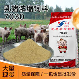 乳猪浓缩饲料7030大容量20KG袋装高性价比乳猪前期保育猪饲料批发
