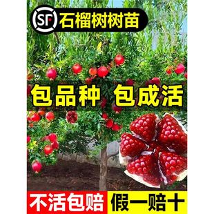 Extra Large Pomegranate Tree Saplings Soft Seed Tunisian Black Seed Sweet Pomegranate Seedlings Fruit Tree Seedlings Courtyard Potted Ground Planting Seedless