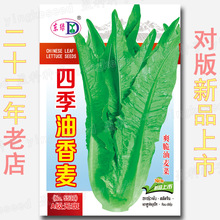 四季油香麦种籽 3000粒 油香麦菜 香油唛菜 四季油麦菜 香油麦菜