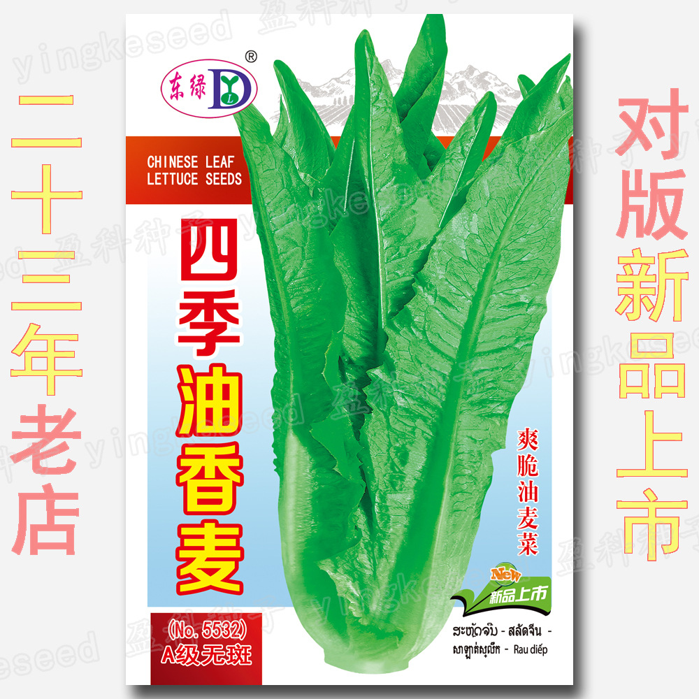 四季油香麦种籽 3000粒 油香麦菜 香油唛菜 四季油麦菜 香油麦菜