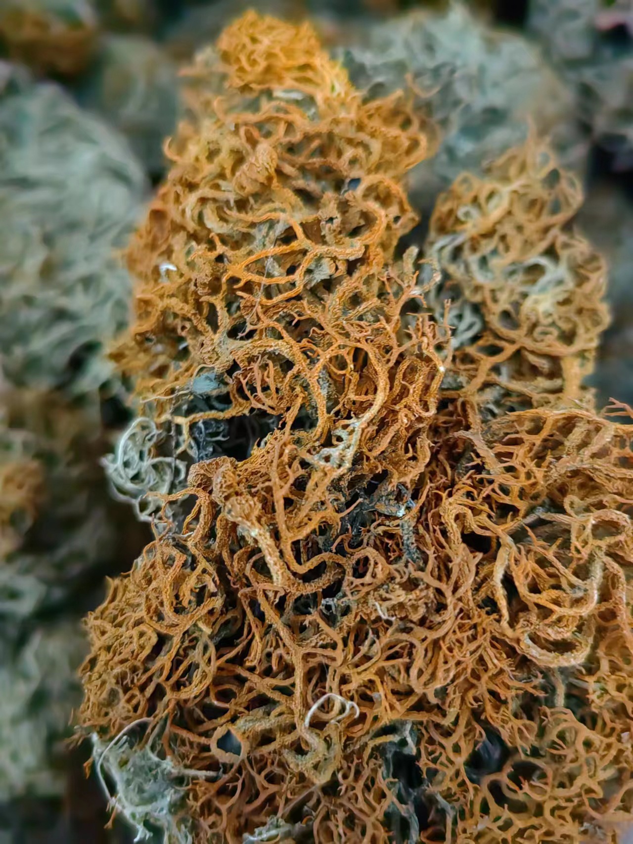 Jin Shua Ba (Song Shi Rui / Golden Broom Lichen) — Dried Chinese Herbal Ingredient, 500g key features