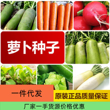 厂家直销四季萝卜种子批发凤梨水果萝卜潍县青大青沙窝萝卜种子