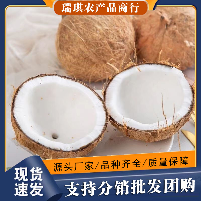 海南老椰子文昌当季新鲜椰子毛椰榨椰汁椰肉煲汤椰青椰皇椰子鸡用