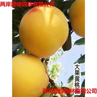 Precocious Yellow Peach Seedling Peach Seedling Trees Extra Large Fruit Yanling Yellow Peach Seedling Grafted Peach Seedling Southern Northern Fruit Tree Fruit Seedling