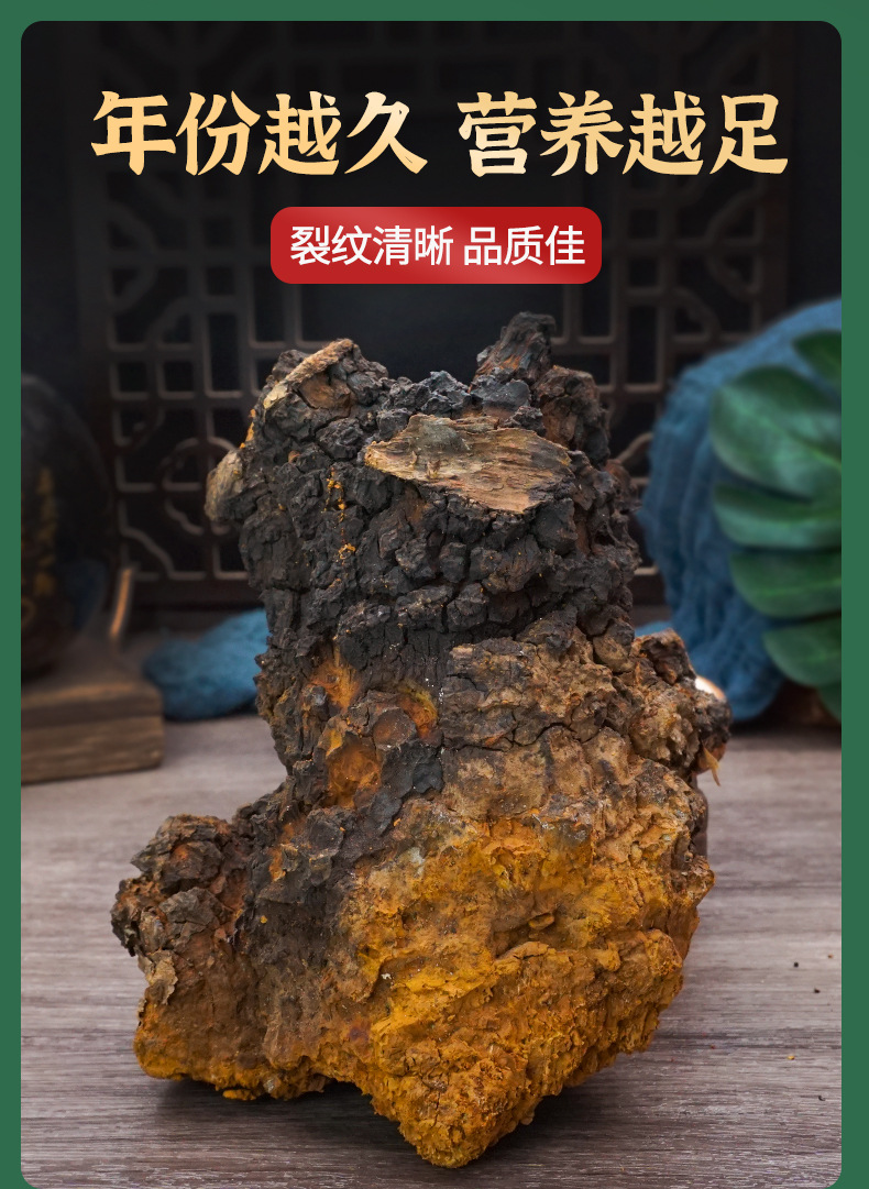 Wild Chaga Mushroom Raw Chunks 40g Long White Mountain Inonotus obliquus Herbal Tea key features