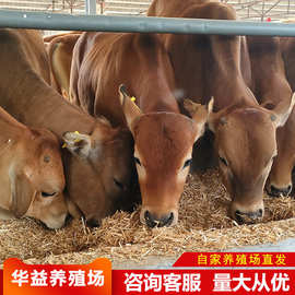 活牛出售鲁西黄牛肉牛犊西门塔尔牛改良肉牛苗价格 鲁西黄牛养殖