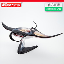 4D MASTER����ģ��ҽѧ��ѧ�����ƴװ�����Ů����ڼ�