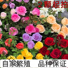 带花苞月季花苗爬藤大花盆栽小苗庭院藤本多季开花植物欧月玫瑰