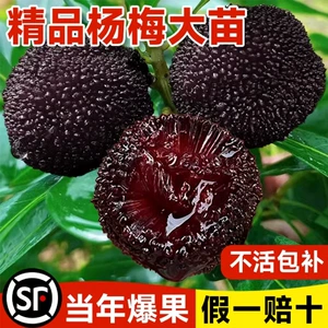 Аутентичная прививка Dongkui Bayee SAPLING Bayberry Bayberry Bayonetic Seartings на севере и юге сажающих саженцев.