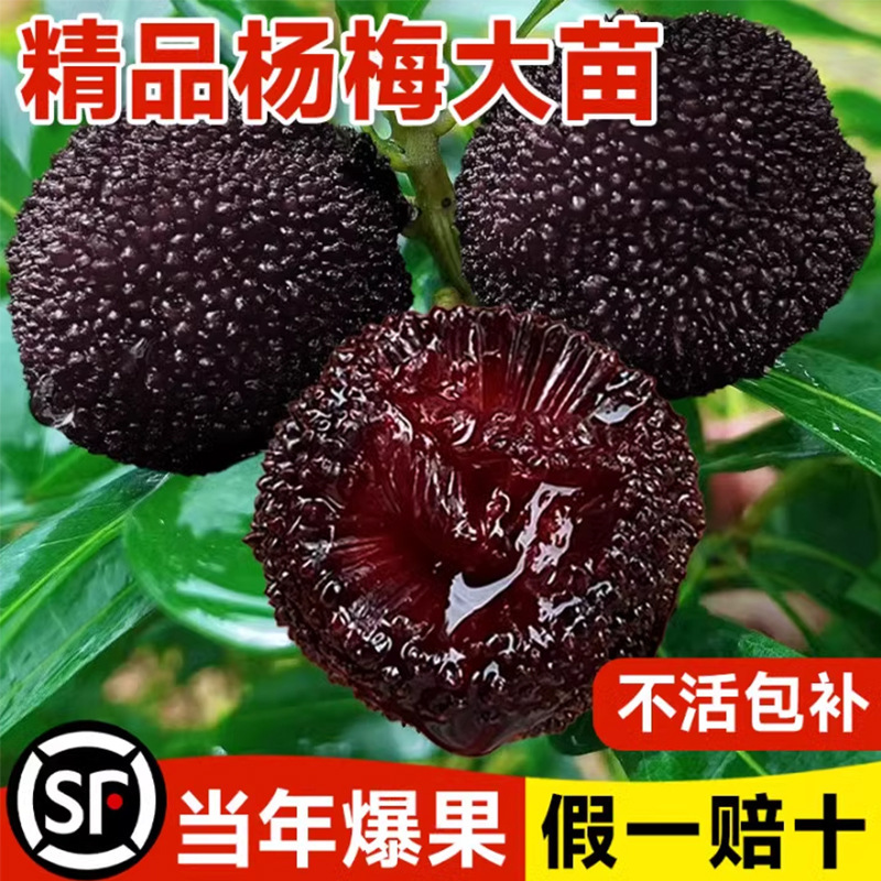 Authentic Grafted Dongkui Bayberry Tree Seedlings, Bayberry Seedlings, Planted in the North and South, Fruit Tree Seedlings Planted in the Ground, Bearing Fruit in the Same Year, Extra Large