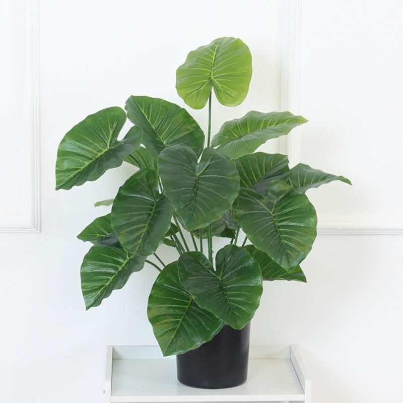 モンステラ 大型鉢植え 水耕栽培 大葉植物 古い杭 リビングルーム 大型緑の植物 花 オフィス オープンバックで富を引き寄せる|undefined