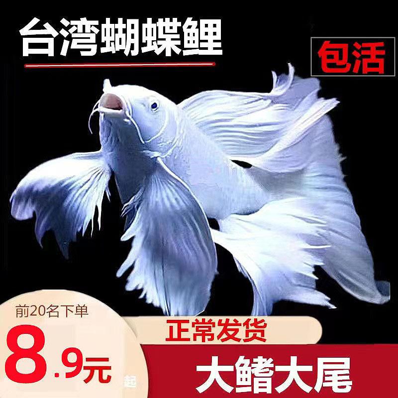 Taiwanese Butterfly Carp Cold-Water Ornamental Fish Purebred Lion Head Ball-Shaped Short-Bodied Imperial Concubine Large Fin Long Tail Goldfish Live Fish Fry Taiwanese Butterfly Carp Cold-Water Ornamental Fish Purebred Lion Head Ball-Shaped Short-Bodied Imperial Concubine Large Fin Long Tail Goldfish Live Fish Fry