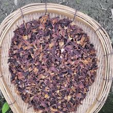 【深山紫百合】紫百合干 云南野百合