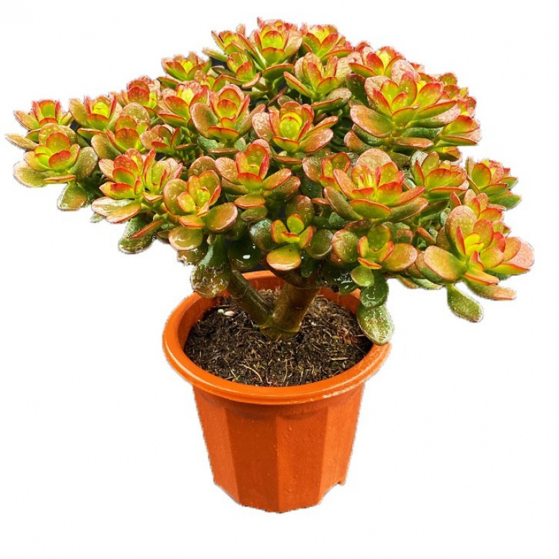 다지홍화월오래된 더미 18cm+