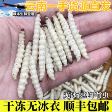 云南特产野生竹虫鲜新冷冻冰冻竹节虫竹蛹顺丰包邮竹蜂幼虫不带冰
