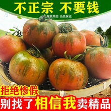 莓柿子铁皮盘锦盐碱地番茄自然成熟丹东碱地绿腚鹰爪新鲜西红柿