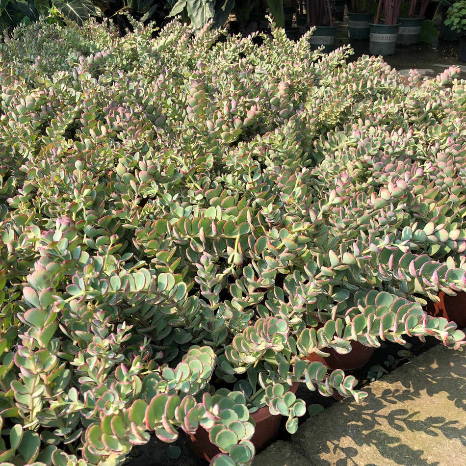 Круглый лист Babao Sedum Горшечная Цветочная пара листьев Sedum Белый цветок Скорпион Ландшафтный дизайн Цветочное растение Зеленое растение