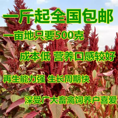籽粒苋种子 美国籽粒苋种子 千穗谷种子蛋白草草籽观赏籽粒苋|ms