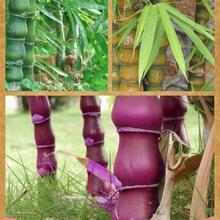 龟甲竹种龟背竹竹子种子毛竹种子紫色竹子紫竹种子楠竹佛暖幸商行