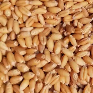 Новые товары для сезона Новая пшеница с кожурой, пшеничная мука, виноделия, корм, зерновые и хлопья могут прорастать