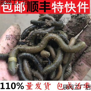 �����S�X��������������������������~�D�T�D���]