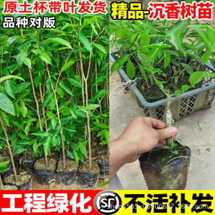 骳ڽzľС~̴ͥԺʮFȫ