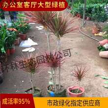 ǧ��ľ������ɫ�F�߲��Rβ�F�҃���ͥԺ�G����������ֲ����Ѫ��