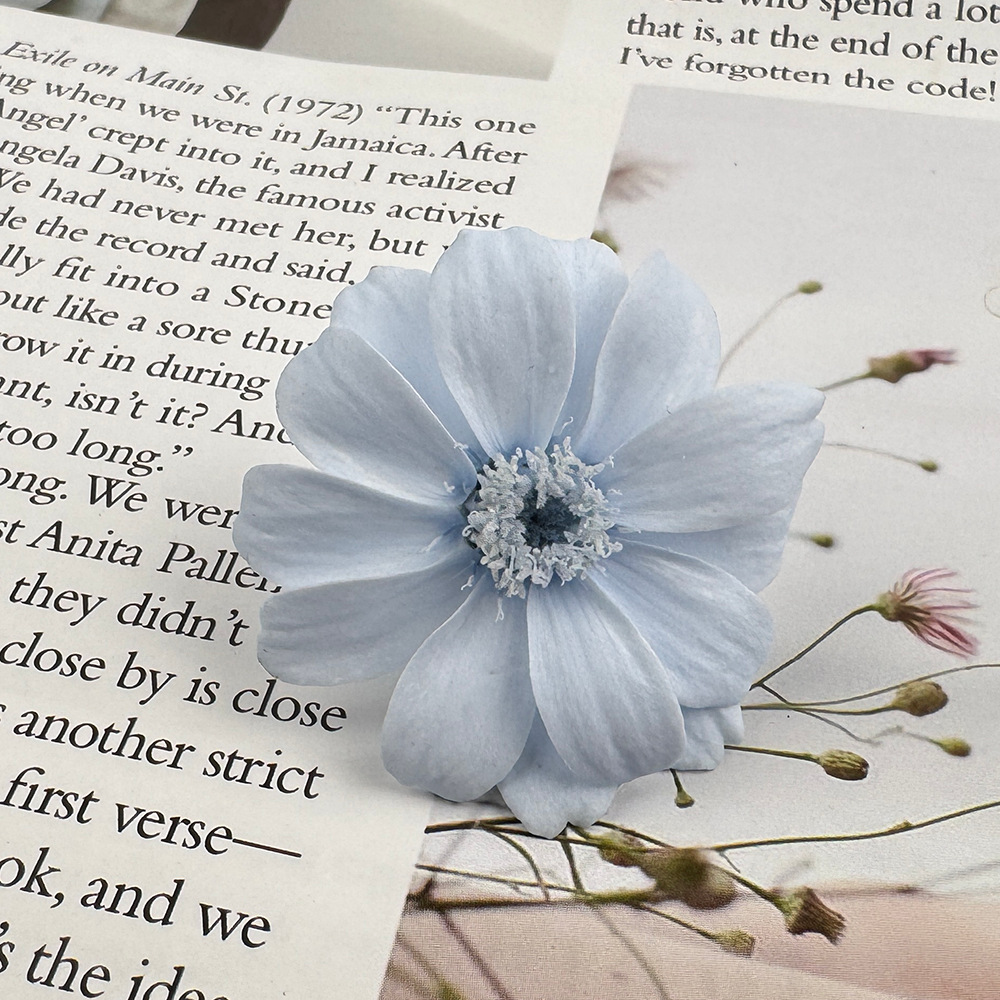 Flor eterna, zinnia, flor real, pequeño crisantemo salvaje, flor de ensueño 12/caja de flores