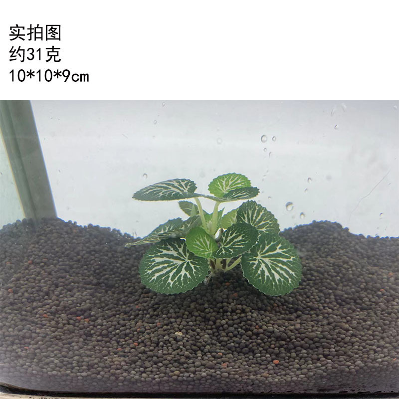 Borde Verde Hoja blanca plantas acuáticas (medio)