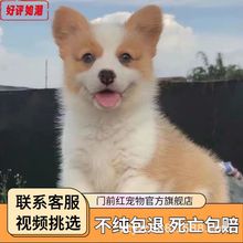 纯种柯基幼犬活体双血统威尔士双色三色小短腿小型犬家养宠物狗狗