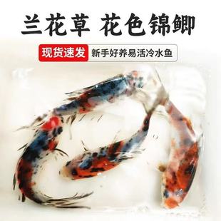 �^�p�~�m���\�aˮī�廨�ݽ���~�~�羚���~���B�ͻ�O��ֱ�l�\��