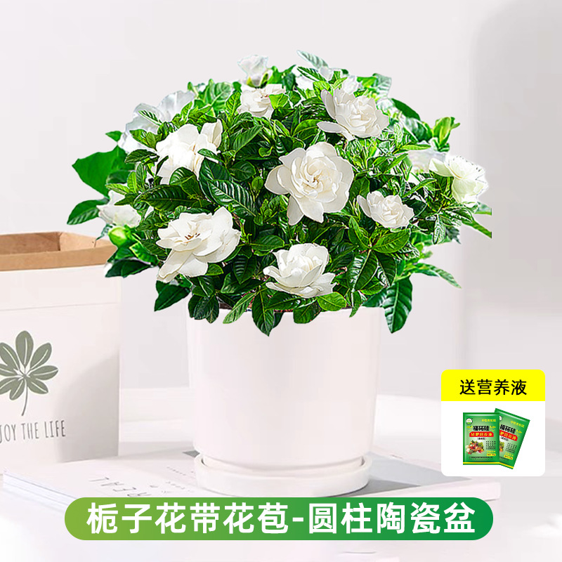 부티크 120#싹이 있는 치자나무(원통형 세라믹 화분) + 영양액