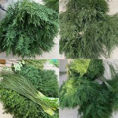 野生感墨緑深緑森系緑植千層金芦荀草尤加利ホテルショーウインドークリスマス森系