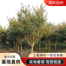 �����N�ۼt����ޱ���� ���ռt��ޱ������ �@�־G����ľ�t�����ޱ