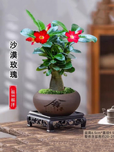 沙漠玫瑰盆栽花卉办公室客厅室内好养重瓣多肉植物老桩四季小绿植