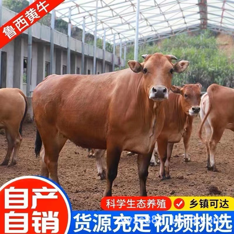 鲁西黄牛牛犊活体 纯种黄牛犊价格鲁西黄牛小母牛价格