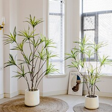 ������Ѫ�����Դ��ͷ����پGֲ���҃ȿ͏d�k������ǧ��ľ����ֲ��