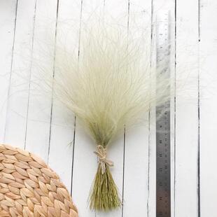 ��ë�݉��ò� ��c�����Ȼֲ���������r��Ưɫ���r�����