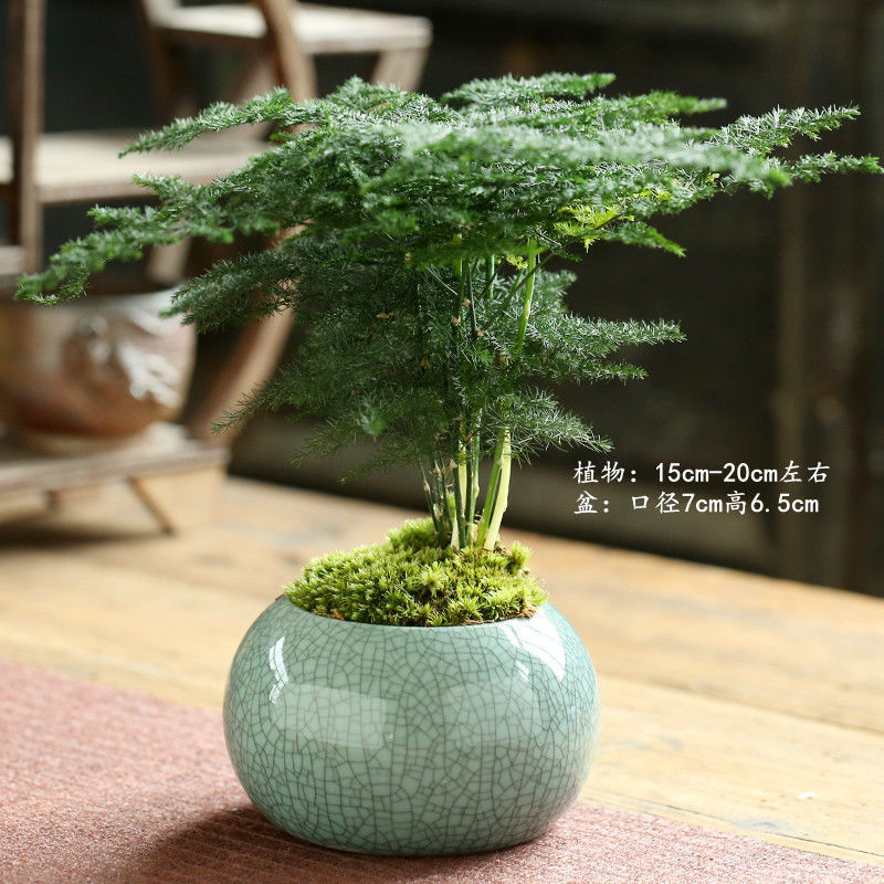 침수 잉크 킬른 라이트 블루 + 아스파라거스 잘 심었습니다