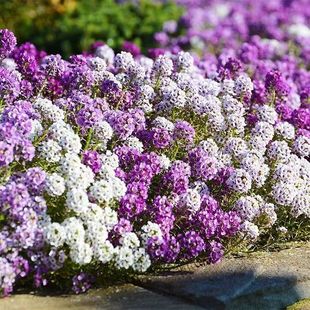 Xiangxueqiu Seeds Are Sown in All Seasons and Are Easy to Grow. Cold-Resistant Indoor and Outdoor Balcony Potted Plants Are Easy to Live in Winter. Flower Seeds Are Free Shipping