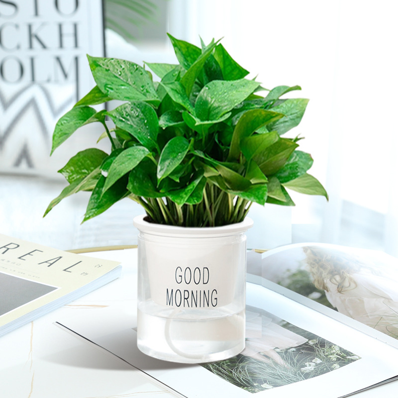 포토스(굿모닝 냄비) + 영양액