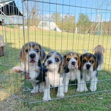 纯种比格幼犬史努比原型比格犬猎兔可爱米格鲁狩猎宠物狗短毛犬