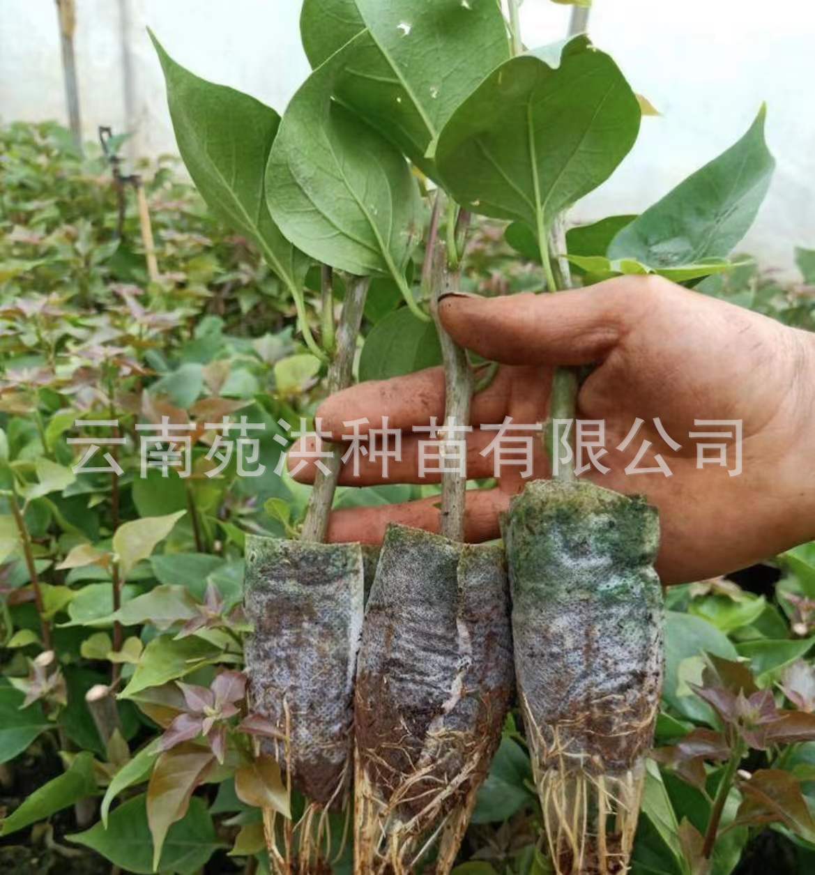 a87eaef316a1c638cd92054c26abc0