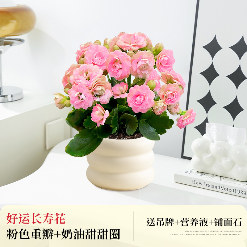 [핑크 더블] 행운의 장수 꽃 + 크림 도넛 (무료 봄 태그 +