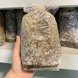菌菇种苗;羊肚菌;盆栽